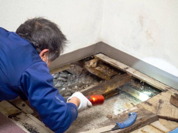 Best Office Mold Removal Services  in Monterey, TN