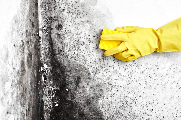 Best Residential Mold Removal  in Monterey, TN