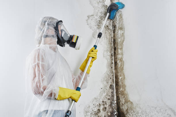 Best Home Mold Removal  in Monterey, TN