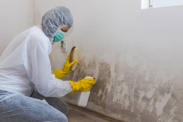 Mold Removal Process in Monterey, TN