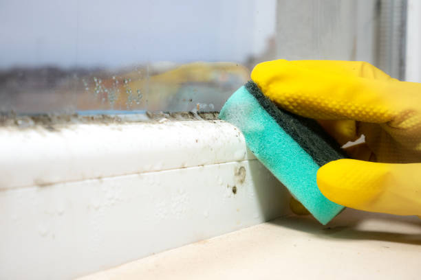 Best Affordable Mold Removal  in Monterey, TN