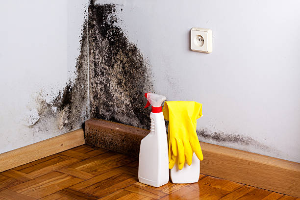 Best Mold Cleaning Services  in Monterey, TN