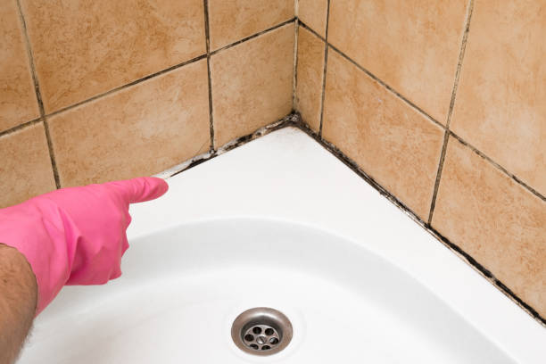 Best Black Mold Removal  in Monterey, TN