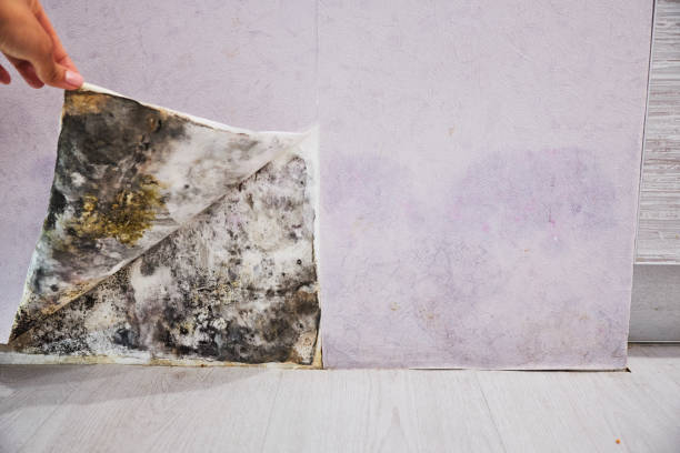 Best Water Damage Restoration  in Monterey, TN